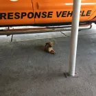 Business 3 image 911 RESTORATION Water Damage Restoration in Orlando FL