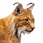 Business 1 image AAAC WILDLIFE REMOVAL OF TAMPA BAY Pest Control Services in Tampaa FL