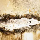 Business 4 image ACE MOLD REMOVAL Mold Removal in Kansas City MO