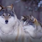 Business 5 image AD WOLVES MEDIA Marketing Agencies in Coral Gables FL