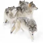 Business 7 image AD WOLVES MEDIA Marketing Agencies in Coral Gables FL