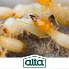 Business 1 image ALTA PEST CONTROL in Kansas City MO