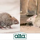 Business 2 image ALTA PEST CONTROL in Kansas City MO