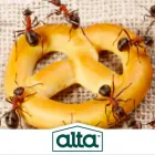 Business 3 image ALTA PEST CONTROL in Kansas City MO