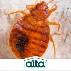 Business 4 image ALTA PEST CONTROL in Kansas City MO