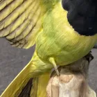 Business 6 image ANTIQUE RESTORATION AND DESIGN Shopping & Retail in Tampa FL