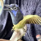 Business 8 image ANTIQUE RESTORATION AND DESIGN Shopping & Retail in Tampa FL