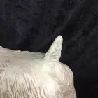 Business 24 image ANTIQUE RESTORATION AND DESIGN Shopping & Retail in Tampa FL