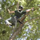 Business 4 image ARBORSCAPE INC Tree Service in Englewood CO