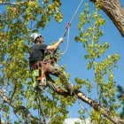Business 3 image AYA TREE SERVICE CORP. Tree Trimming Service in Miami FL