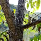 Business 1 image BRANDON PEST CONTROL SOLUTIONS Pest Control Servicestermite Control in Bradenton FL