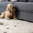 Business 1 image BUFFALOCARPETNY in Buffalo NY