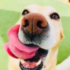 Business 1 image CAMP KIRBY DOG Pet Grooming in San Diego CA