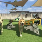 Business 2 image CAMP KIRBY DOG Pet Grooming in San Diego CA