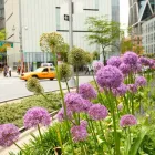 Business 10 image CARNEGIE DENTAL WELLNESS in New York NY