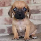 Business 1 image CHEWS A PUPPY in Ocoee FL