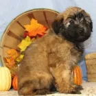 Business 2 image CHEWS A PUPPY in Ocoee FL