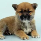 Business 3 image CHEWS A PUPPY in Ocoee FL