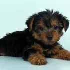 Business 4 image CHEWS A PUPPY in Ocoee FL