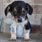 Business 5 image CHEWS A PUPPY in Ocoee FL