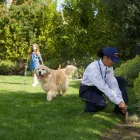 Business 7 image CLARK PEST CONTROL Whiteflies in San Diego CA