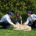 Business 9 image CLARK PEST CONTROL Whiteflies in San Diego CA