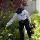 Business 15 image CLARK PEST CONTROL Whiteflies in San Diego CA