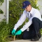 Business 24 image CLARK PEST CONTROL Whiteflies in San Diego CA