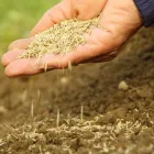 Business 2 image COLLINS LAWN CARE in Wheat Ridge CO