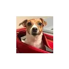 Business 2 image CORRINE DRIVE ANIMAL HOSPITAL Veterinarians in Orlando FL