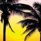 Business 1 image DR. FREDRICK WILLIAMSJR , DC in Tampa FL