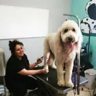 Business 2 image DUNK'N DOGS DOG WASH Pets & Animals in San Diego CA