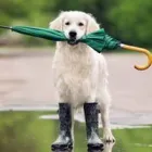 Business 3 image DUNK'N DOGS DOG WASH Pets & Animals in San Diego CA