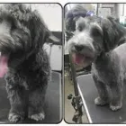 Business 4 image DUNK'N DOGS DOG WASH Pets & Animals in San Diego CA