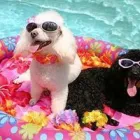 Business 5 image DUNK'N DOGS DOG WASH Pets & Animals in San Diego CA