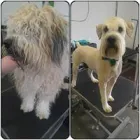 Business 6 image DUNK'N DOGS DOG WASH Pets & Animals in San Diego CA