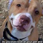 Business 8 image DUNK'N DOGS DOG WASH Pets & Animals in San Diego CA