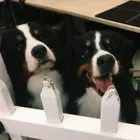 Business 10 image DUNK'N DOGS DOG WASH Pets & Animals in San Diego CA