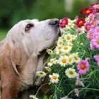 Business 11 image DUNK'N DOGS DOG WASH Pets & Animals in San Diego CA