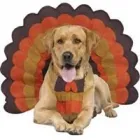 Business 12 image DUNK'N DOGS DOG WASH Pets & Animals in San Diego CA