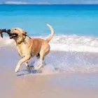 Business 13 image DUNK'N DOGS DOG WASH Pets & Animals in San Diego CA