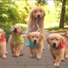 Business 14 image DUNK'N DOGS DOG WASH Pets & Animals in San Diego CA