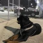 Business 12 image EDUARDO A ARECCO CHB Transportation Services in Tampa FL