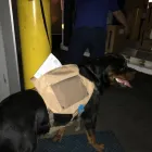 Business 13 image EDUARDO A ARECCO CHB Transportation Services in Tampa FL