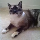 Business 1 image EVERY CRITTER PET SITTER, LLC Pet Store in Ocoee FL