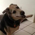 Business 3 image EVERY CRITTER PET SITTER, LLC Pet Store in Ocoee FL