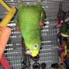 Business 4 image EVERY CRITTER PET SITTER, LLC Pet Store in Ocoee FL