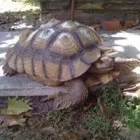 Business 5 image EVERY CRITTER PET SITTER, LLC Pet Store in Ocoee FL