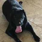 Business 6 image EVERY CRITTER PET SITTER, LLC Pet Store in Ocoee FL