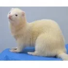 Business 3 image EXOTIC ANIMAL HOSPITAL OF ORLANDO Veterinarians in Orlando FL